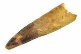 Real Fossil Spinosaurus Tooth - Giant Dinosaur Tooth #351489-1